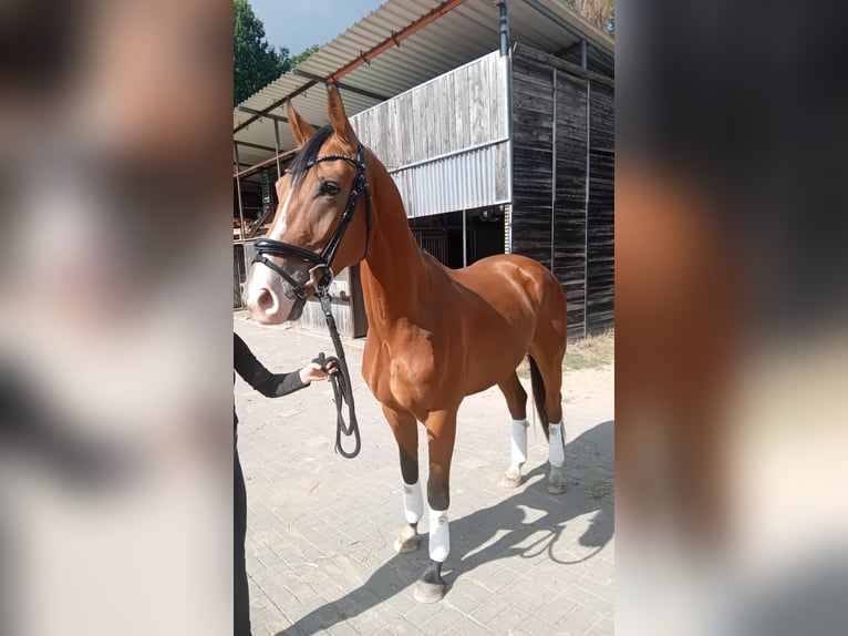 Hannover Castrone 4 Anni 167 cm Baio in Wesel