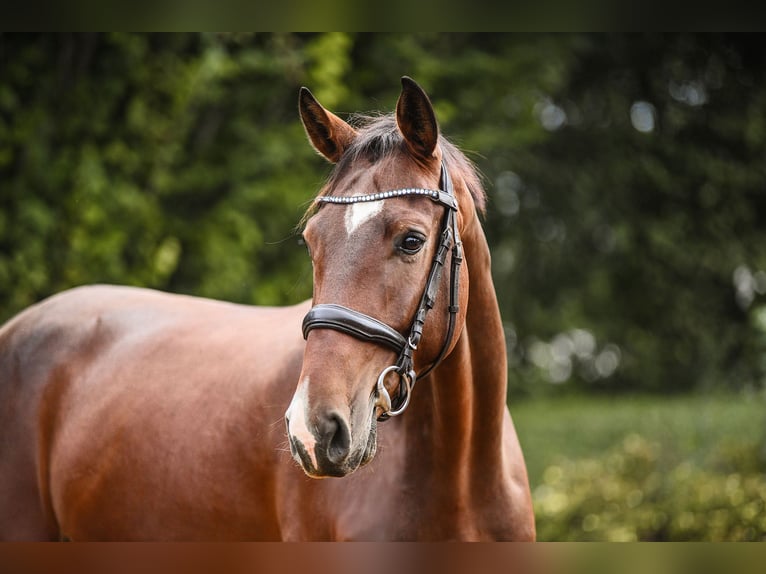 Hannover Castrone 4 Anni 167 cm Baio in Riedstadt