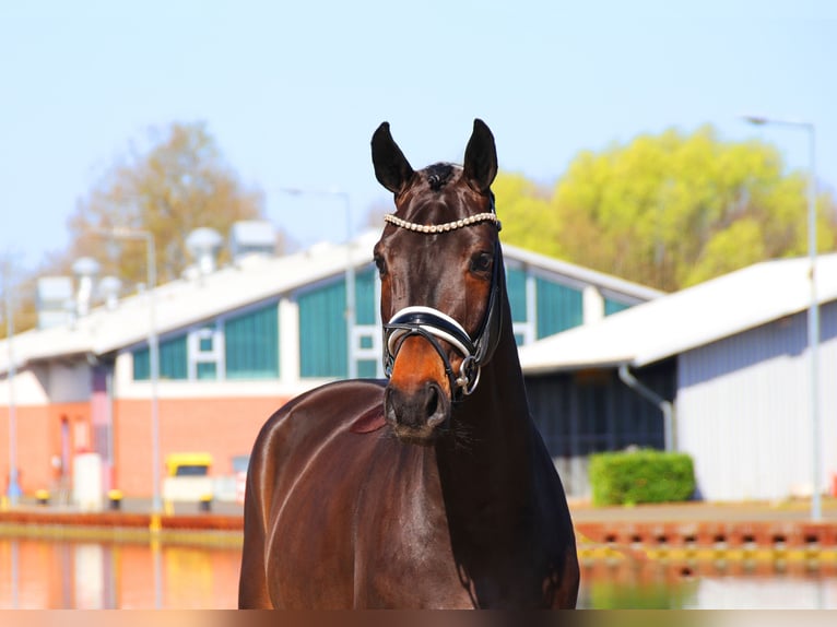 Hannover Castrone 4 Anni 167 cm Baio nero in Lienen