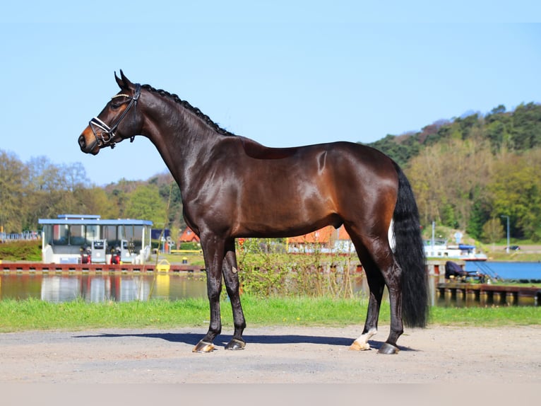 Hannover Castrone 4 Anni 167 cm Baio nero in Lienen