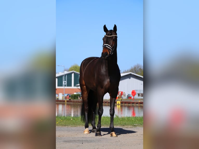 Hannover Castrone 4 Anni 167 cm Baio nero in Lienen