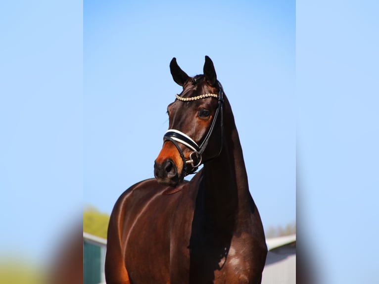 Hannover Castrone 4 Anni 167 cm Baio nero in Lienen