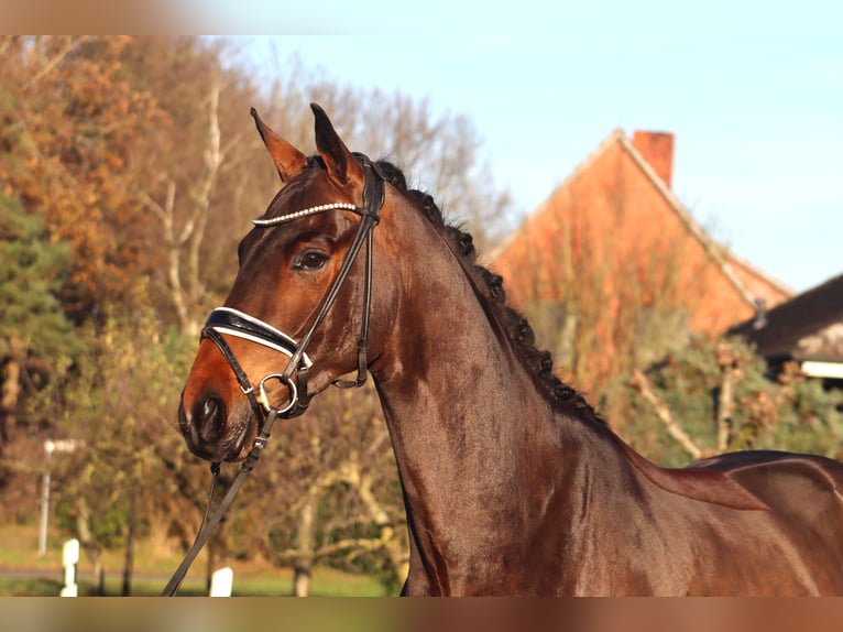 Hannover Castrone 4 Anni 167 cm Baio scuro in Reeßum