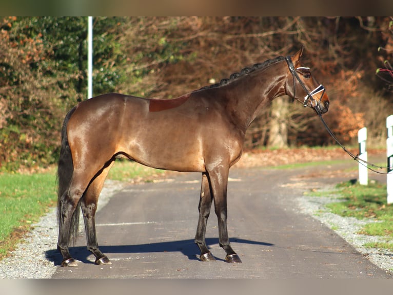 Hannover Castrone 4 Anni 167 cm Baio scuro in Reeßum