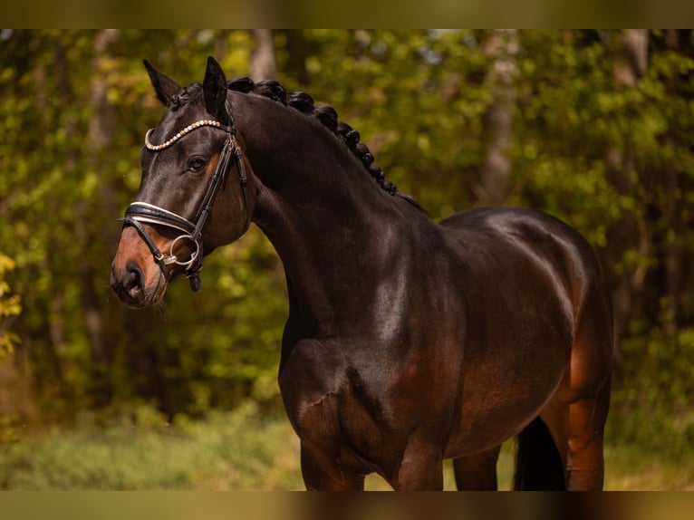 Hannover Castrone 4 Anni 167 cm Baio scuro in Wehringen