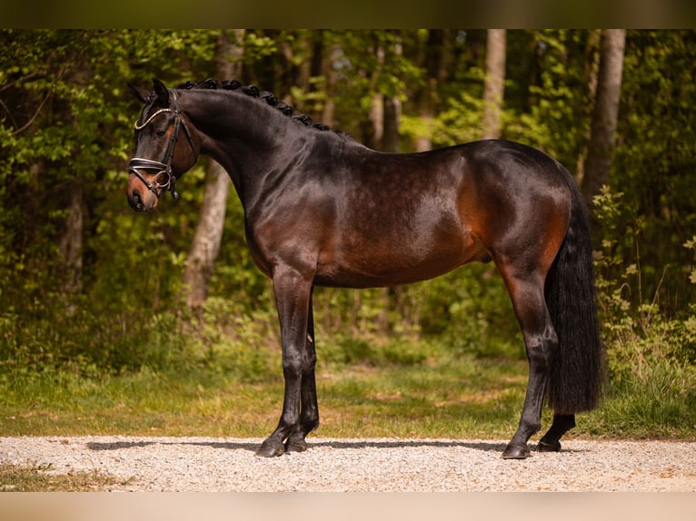 Hannover Castrone 4 Anni 167 cm Baio scuro in Wehringen