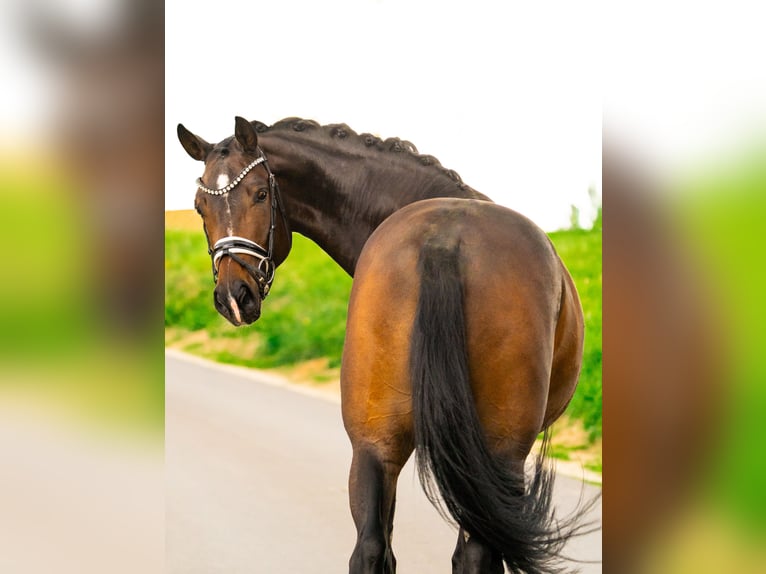 Hannover Castrone 4 Anni 167 cm Baio scuro in Gleichen