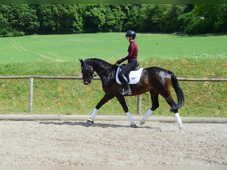 Hannover Castrone 4 Anni 167 cm Baio scuro in Wellheim