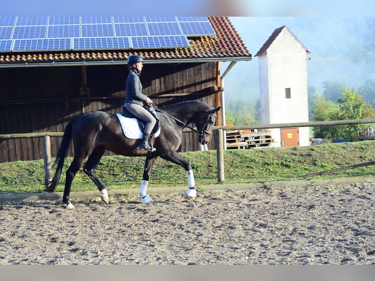 Hannover Castrone 4 Anni 167 cm Baio scuro in Wellheim