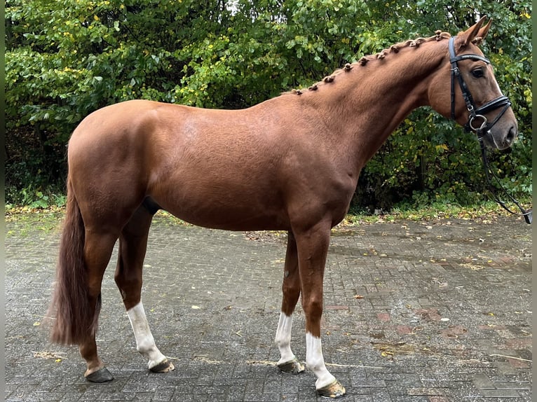Hannover Castrone 4 Anni 167 cm in Mettmann Hannover Castrone 4 Anni 167 cm in Mettmann