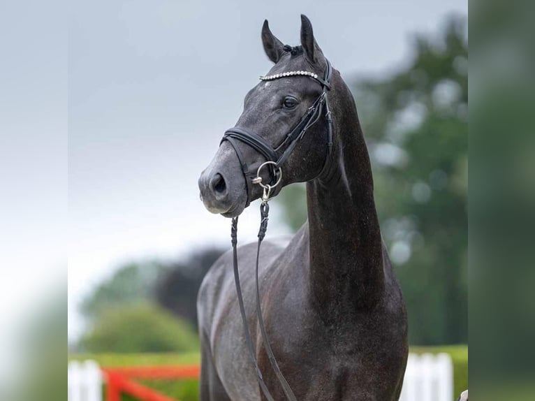 Hannover Castrone 4 Anni 167 cm Grigio in Coesfeld