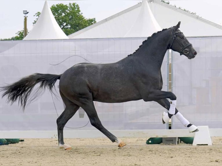 Hannover Castrone 4 Anni 167 cm Grigio in Coesfeld