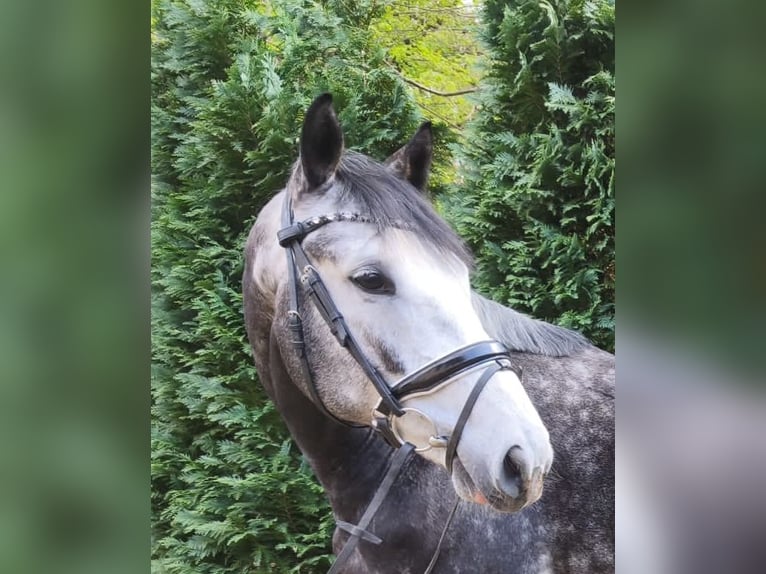 Hannover Castrone 4 Anni 167 cm Grigio ferro in Braunschweig