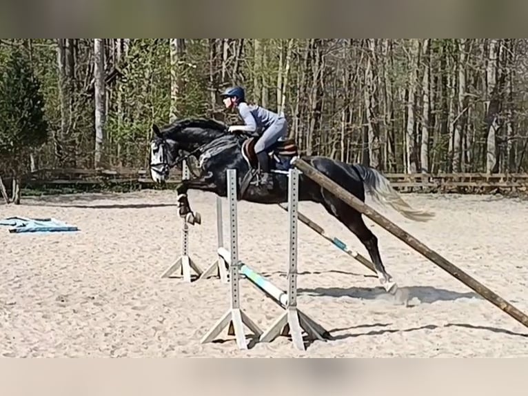 Hannover Castrone 4 Anni 167 cm Grigio ferro in Braunschweig