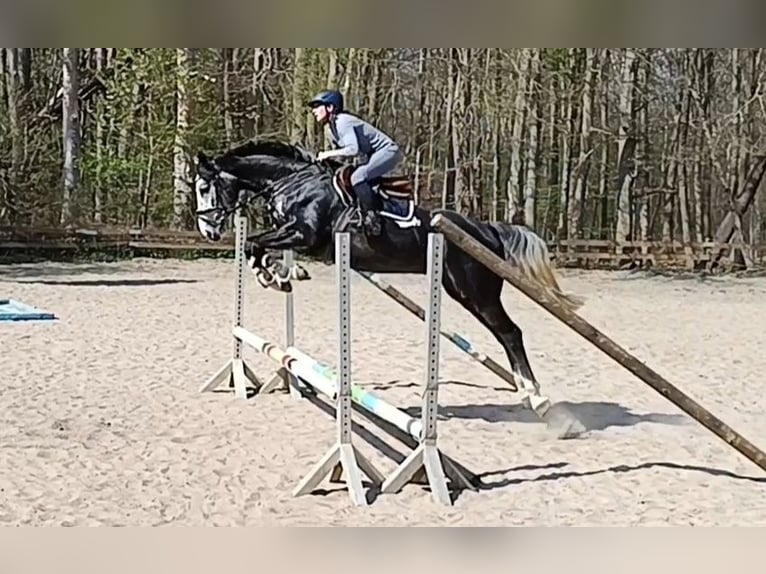 Hannover Castrone 4 Anni 167 cm Grigio ferro in Braunschweig