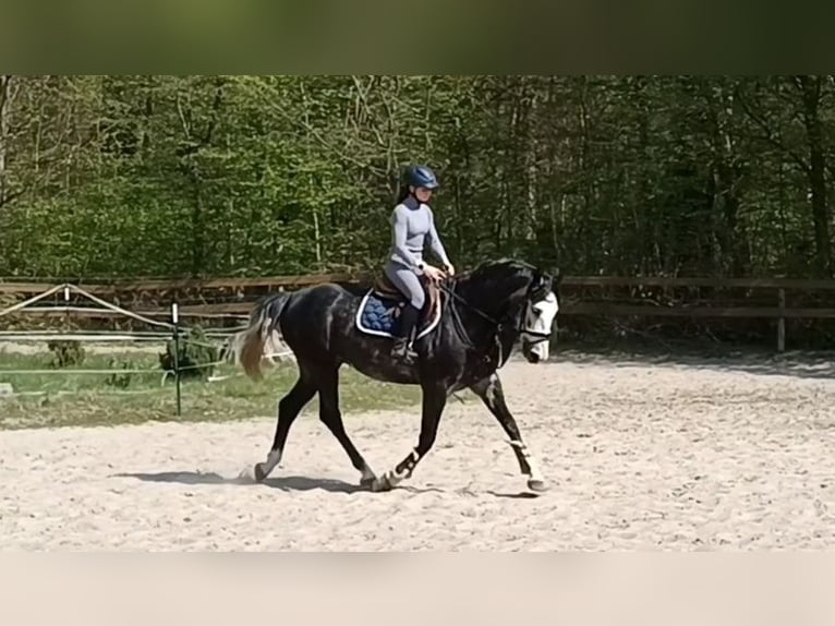 Hannover Castrone 4 Anni 167 cm Grigio ferro in Braunschweig