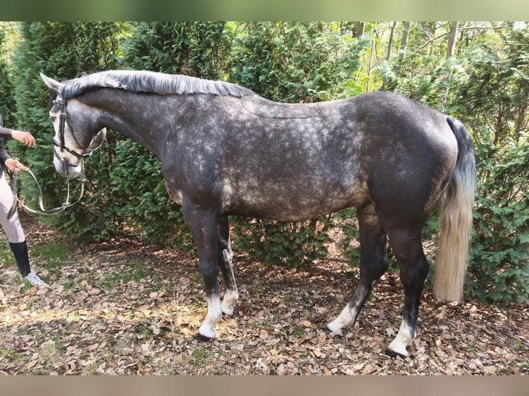 Hannover Castrone 4 Anni 167 cm Grigio ferro in Braunschweig