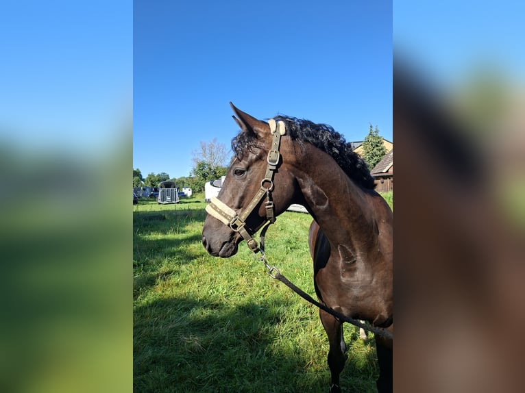Hannover Castrone 4 Anni 167 cm Morello in Schwarmstedt