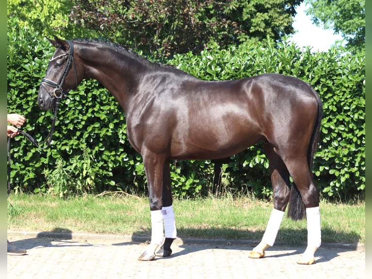 Hannover Castrone 4 Anni 167 cm Morello in Selsingen