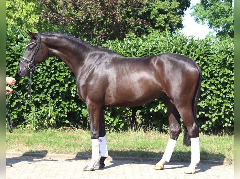 Hannover Castrone 4 Anni 167 cm Morello in Selsingen