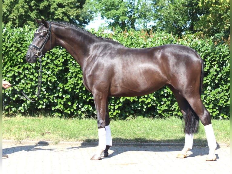 Hannover Castrone 4 Anni 167 cm Morello in Selsingen