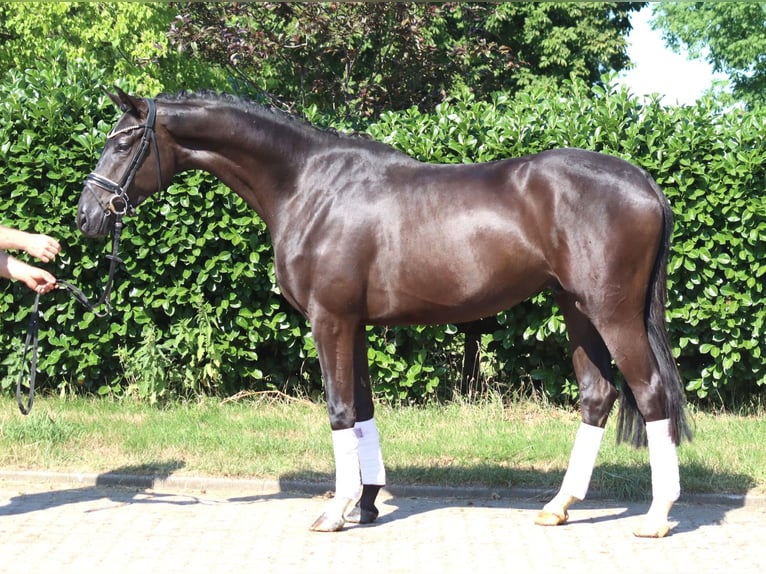 Hannover Castrone 4 Anni 167 cm Morello in Selsingen