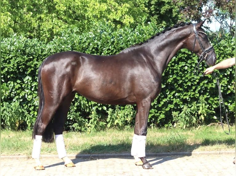 Hannover Castrone 4 Anni 167 cm Morello in Selsingen