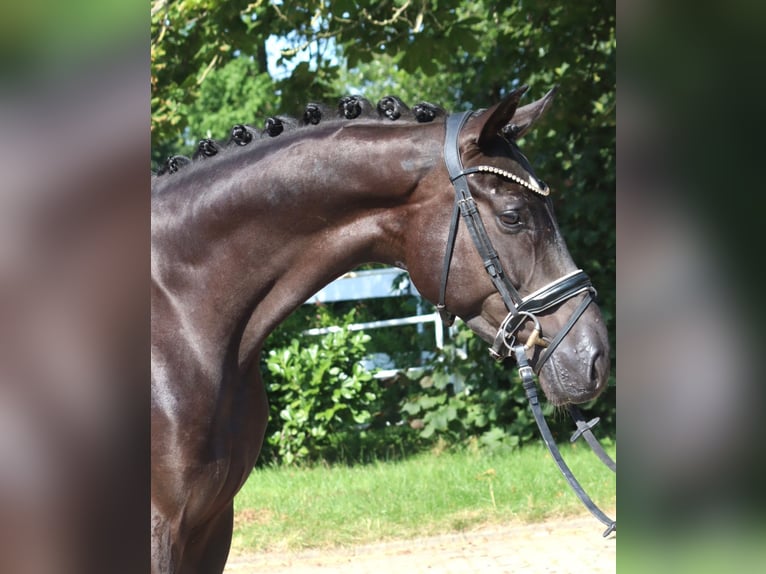 Hannover Castrone 4 Anni 167 cm Morello in Selsingen