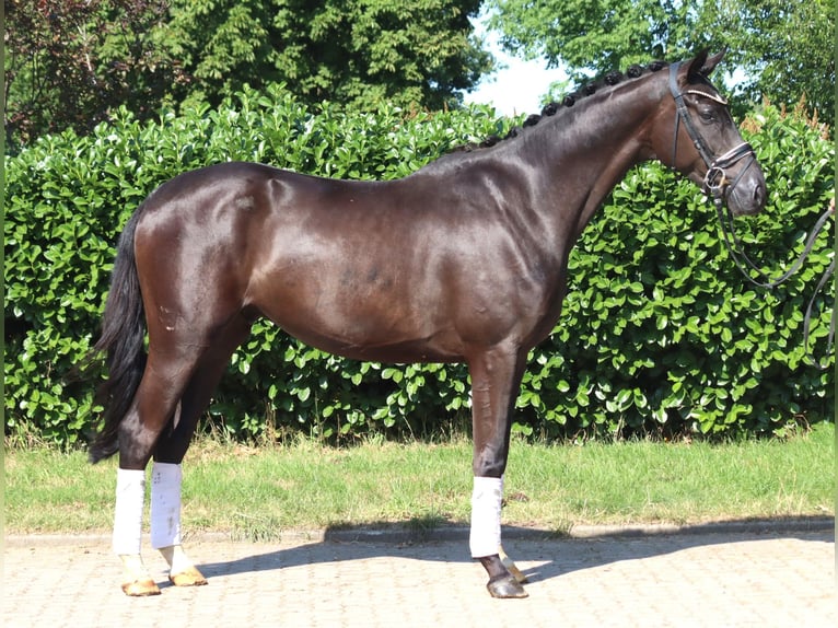 Hannover Castrone 4 Anni 167 cm Morello in Selsingen