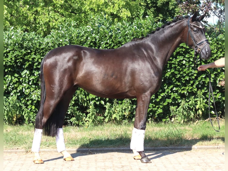 Hannover Castrone 4 Anni 167 cm Morello in Selsingen
