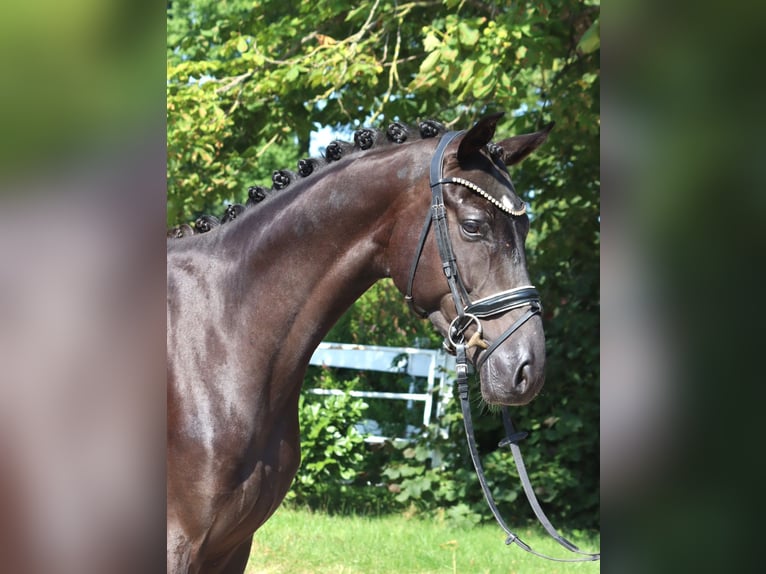 Hannover Castrone 4 Anni 167 cm Morello in Selsingen