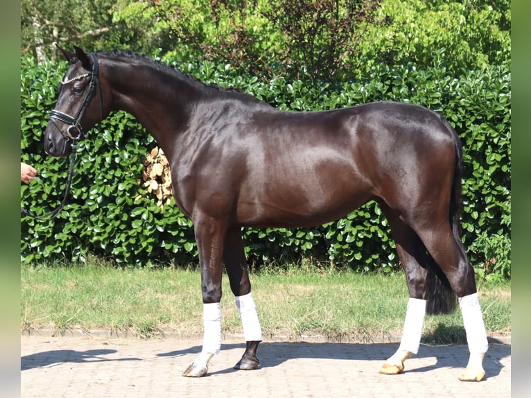 Hannover Castrone 4 Anni 167 cm Morello in Selsingen
