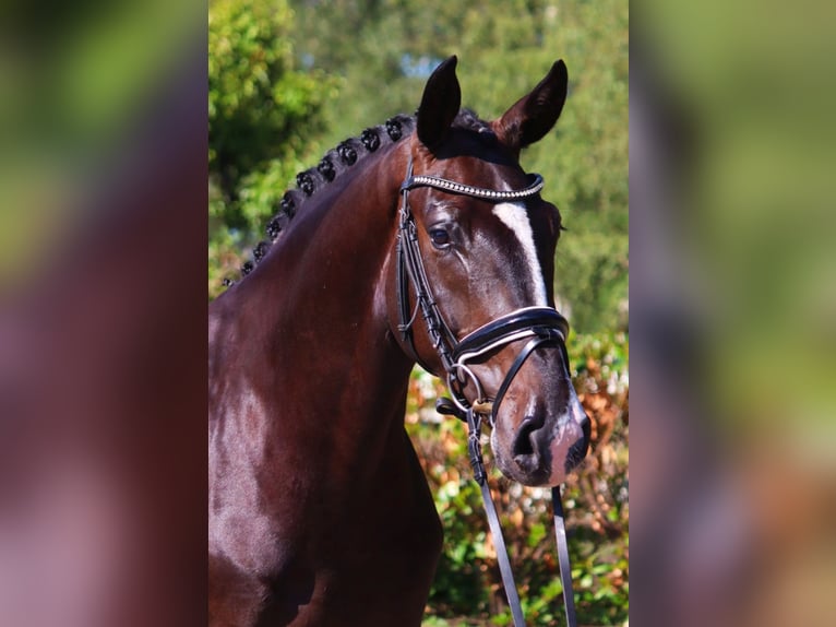 Hannover Castrone 4 Anni 167 cm Morello in Selsingen