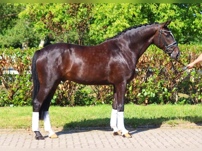 Hannover Castrone 4 Anni 167 cm Morello in Selsingen