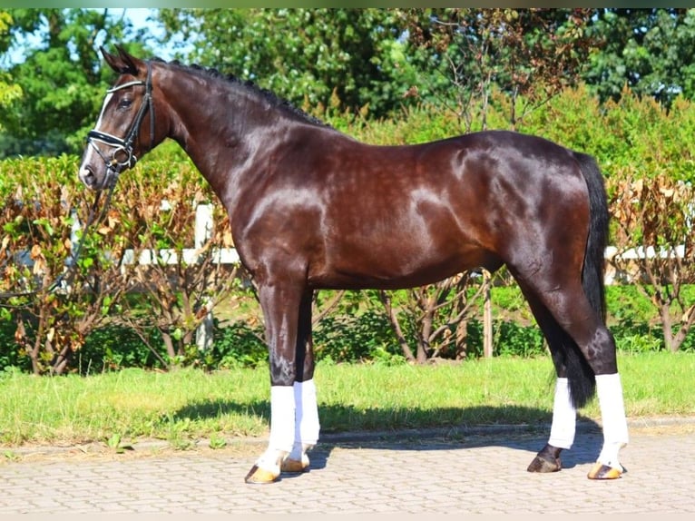 Hannover Castrone 4 Anni 167 cm Morello in Selsingen