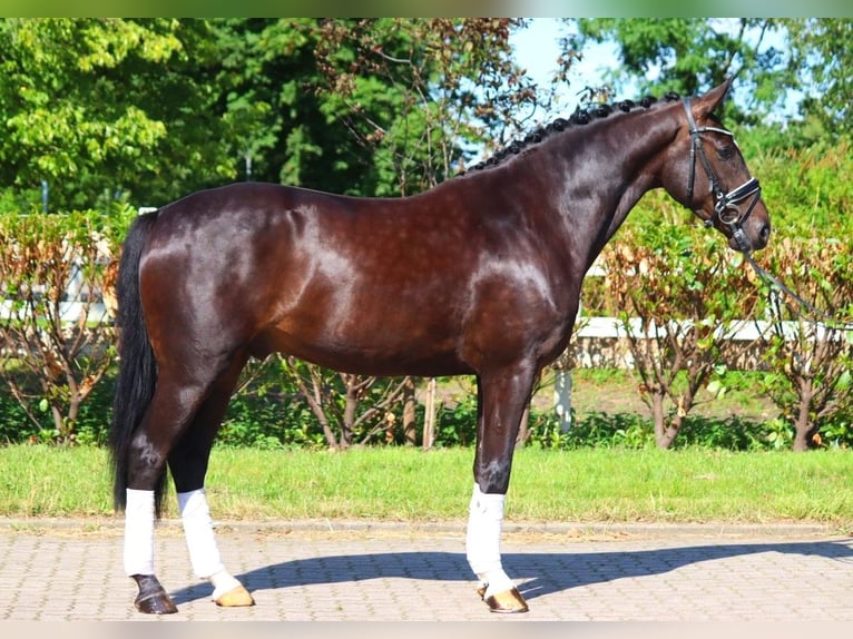 Hannover Castrone 4 Anni 167 cm Morello in Selsingen