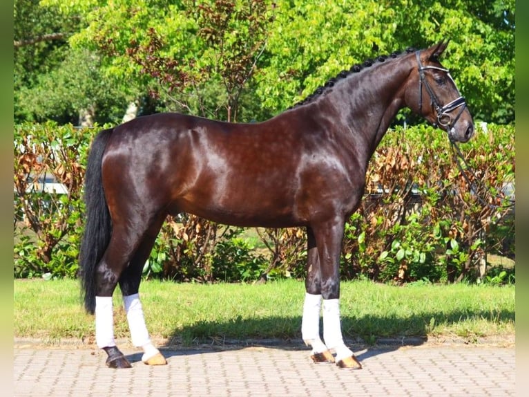 Hannover Castrone 4 Anni 167 cm Morello in Selsingen