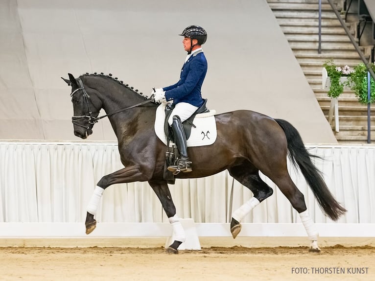 Hannover Castrone 4 Anni 167 cm Morello in Verden