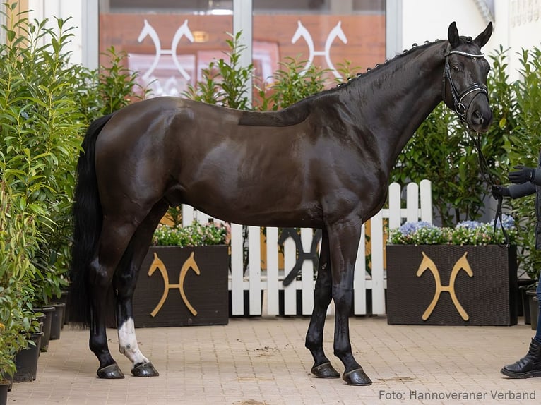 Hannover Castrone 4 Anni 167 cm Morello in Verden
