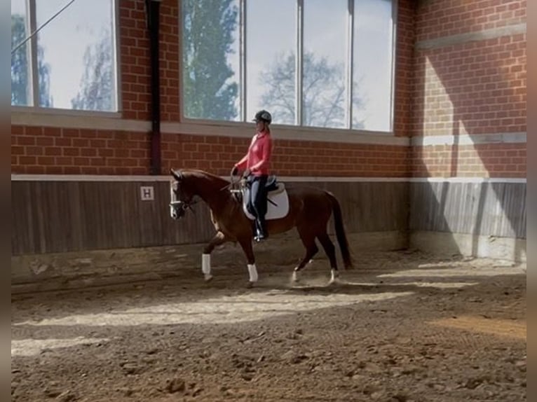 Hannover Castrone 4 Anni 167 cm Sauro in Bawinkel
