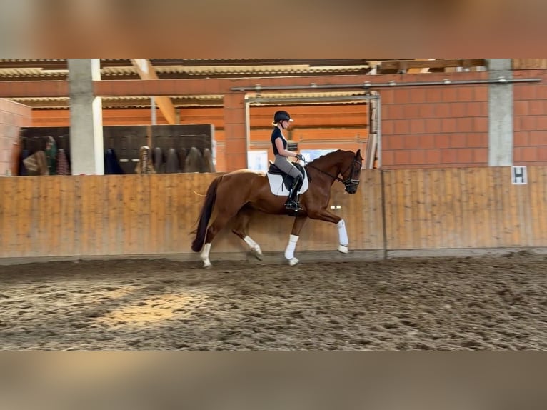 Hannover Castrone 4 Anni 167 cm Sauro in Hammah