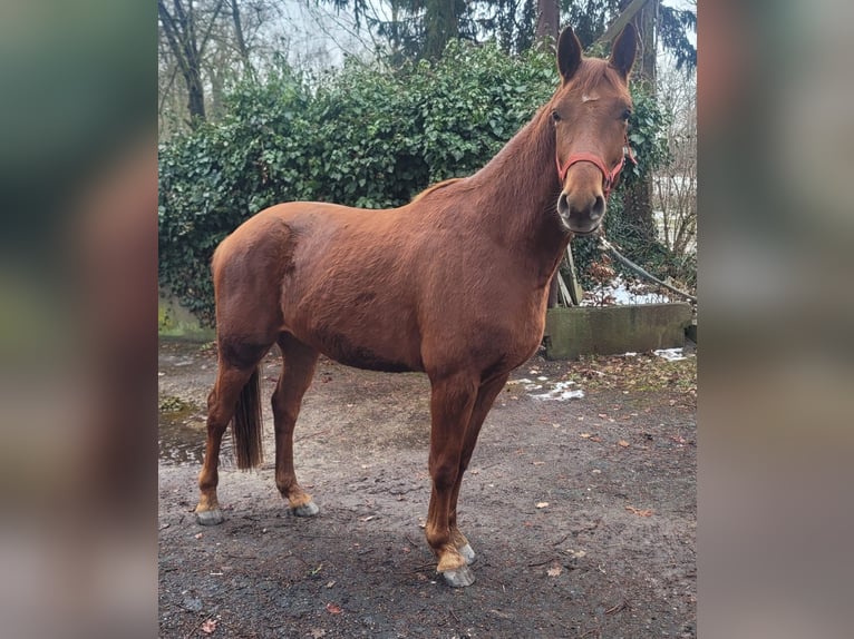 Hannover Castrone 4 Anni 167 cm Sauro in Weste