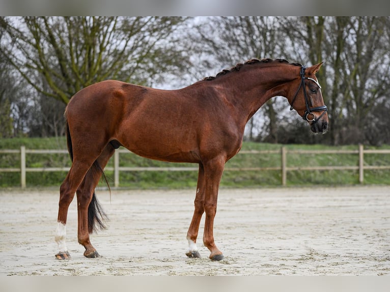 Hannover Castrone 4 Anni 167 cm Sauro in Riedstadt