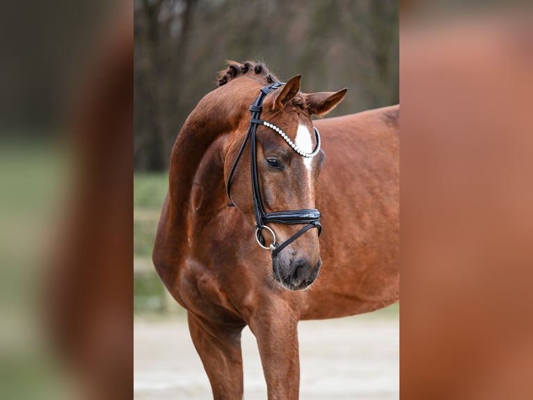 Hannover Castrone 4 Anni 167 cm Sauro in Riedstadt