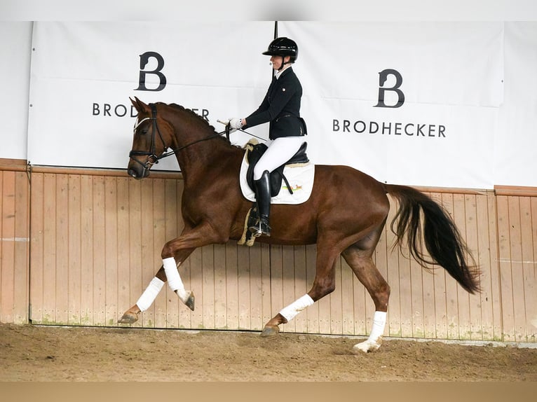 Hannover Castrone 4 Anni 167 cm Sauro in Riedstadt