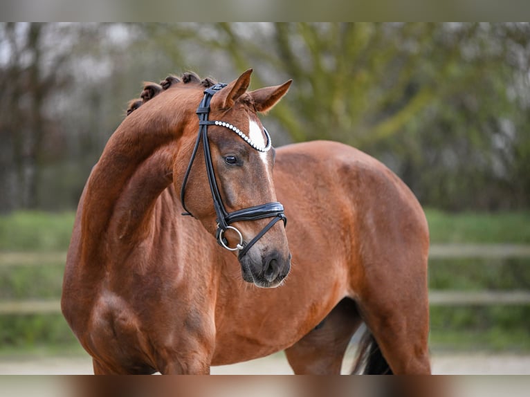 Hannover Castrone 4 Anni 167 cm Sauro in Riedstadt