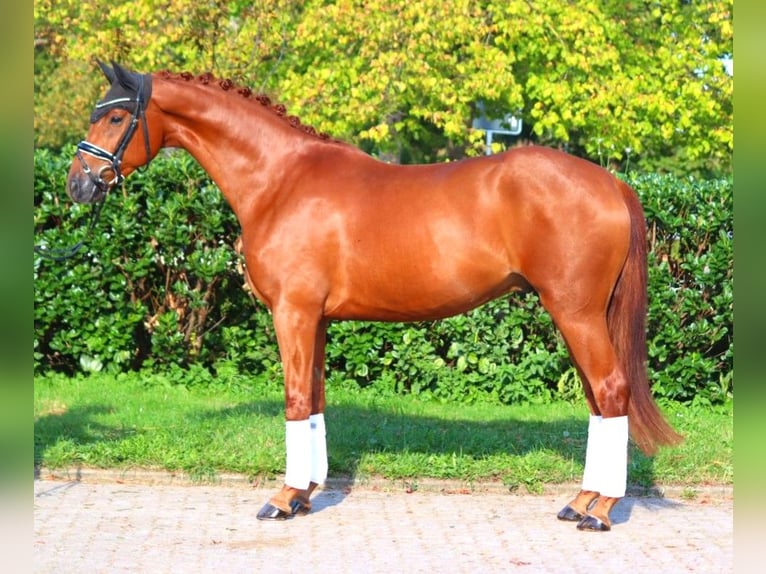 Hannover Castrone 4 Anni 167 cm Sauro in Selsingen