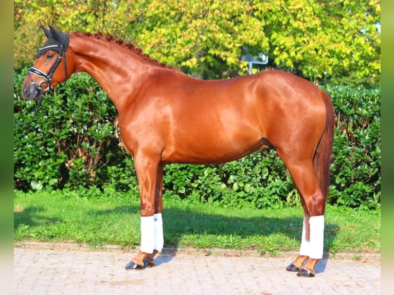 Hannover Castrone 4 Anni 167 cm Sauro in Selsingen