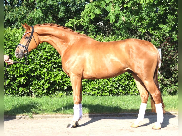 Hannover Castrone 4 Anni 167 cm Sauro in Selsingen