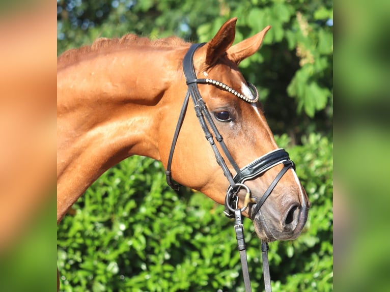 Hannover Castrone 4 Anni 167 cm Sauro in Selsingen